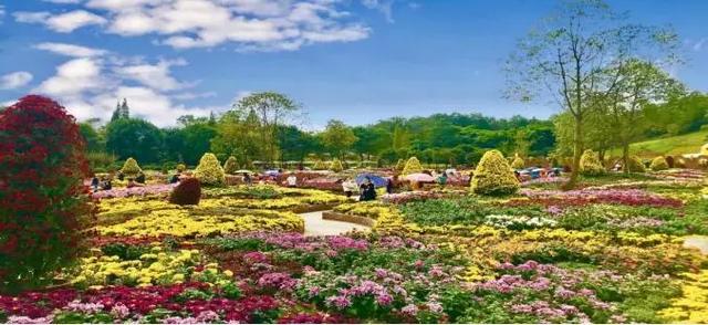 成都周边秋天一日游最佳路线（推荐10条乡村旅游线路）