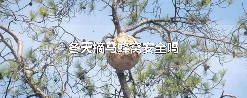 冬天摘马蜂窝安全吗