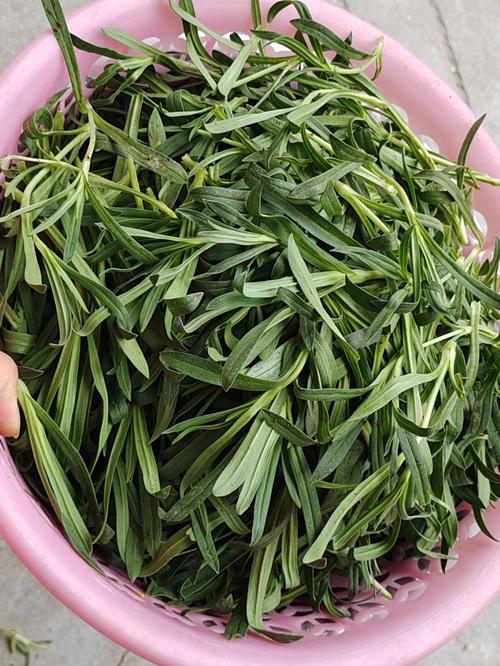 面条菜是什么野菜（地理分布在什么地方）