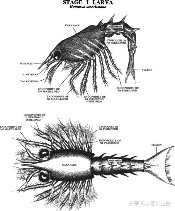 人是这个地球上生活得最艰难的生物吗？  第2张