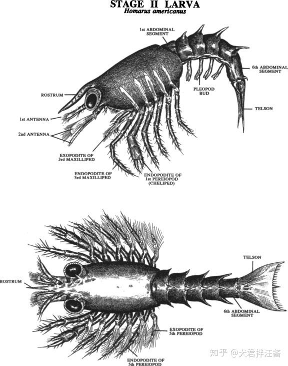 人是这个地球上生活得最艰难的生物吗？  第3张